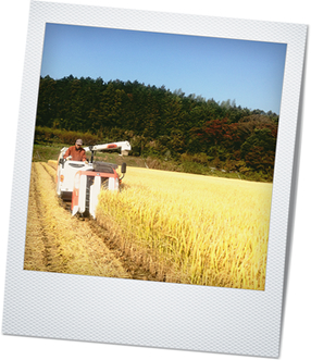 収穫中の風景
